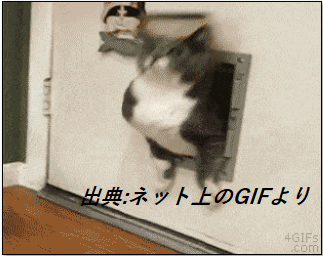 猫の肥満.png