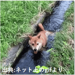 いっぬさん.png
